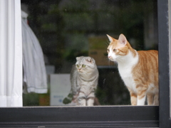 我が家の猫たち