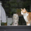 我が家の猫たち