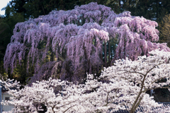 福聚寺の桜