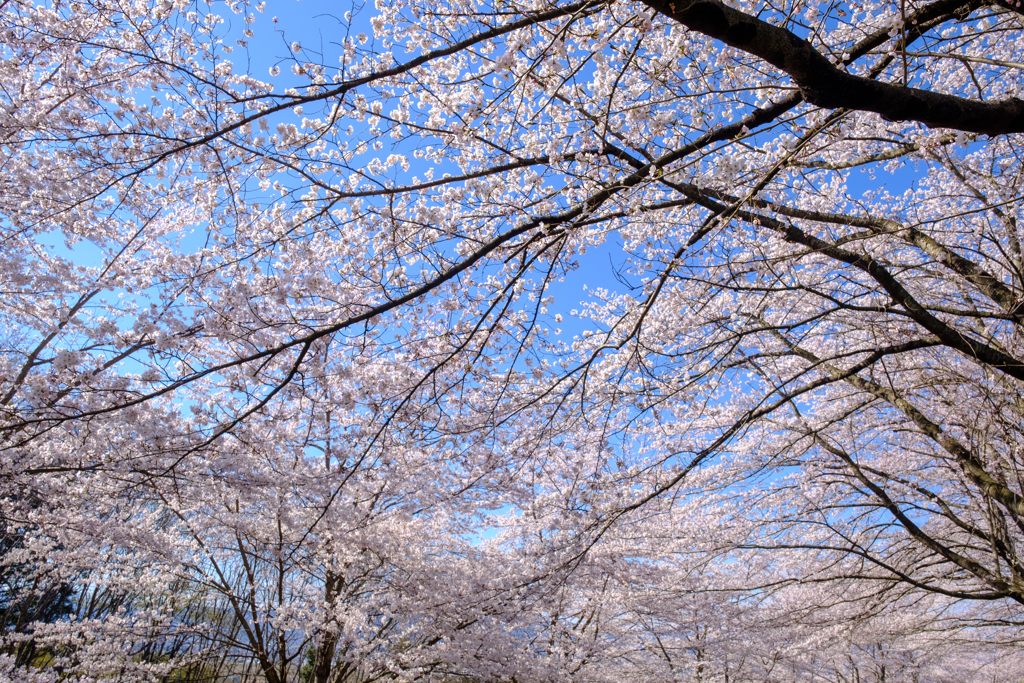 春の舞