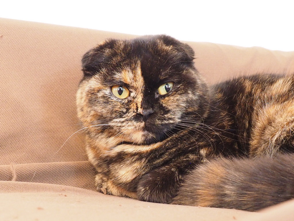 猫カフェ3#9