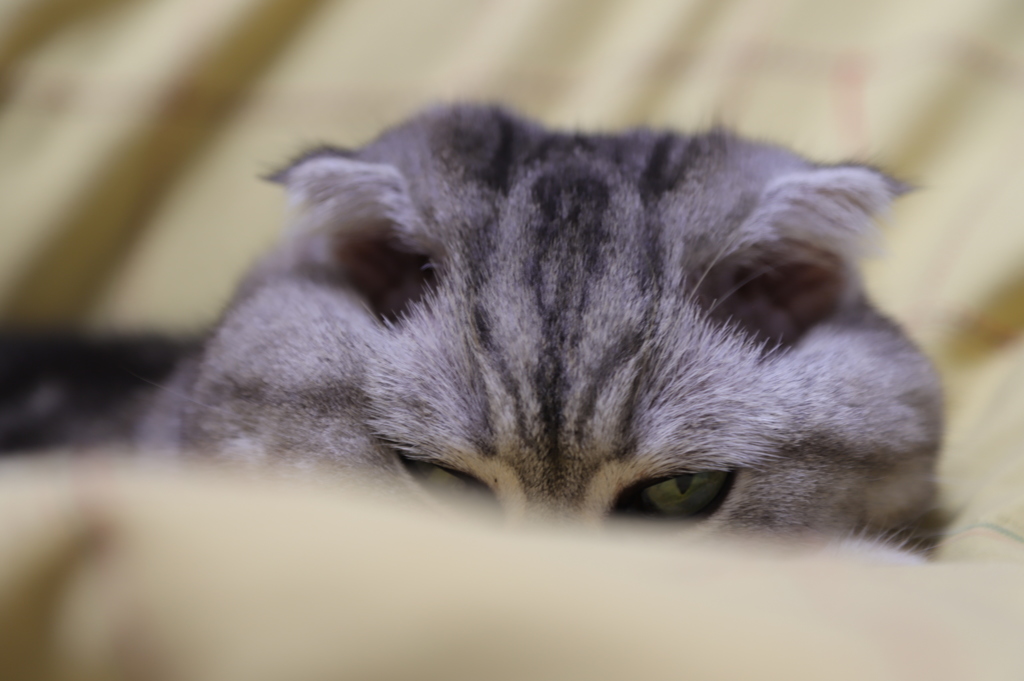 あ、スイマセン(;^_^A