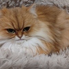 モフ猫