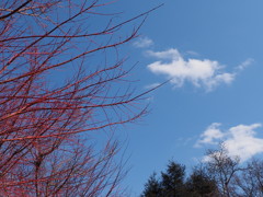 青空に赤い枝