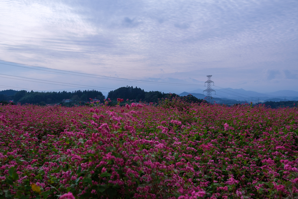 赤そばの花４