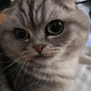 Huaweiカメラ検証(猫)