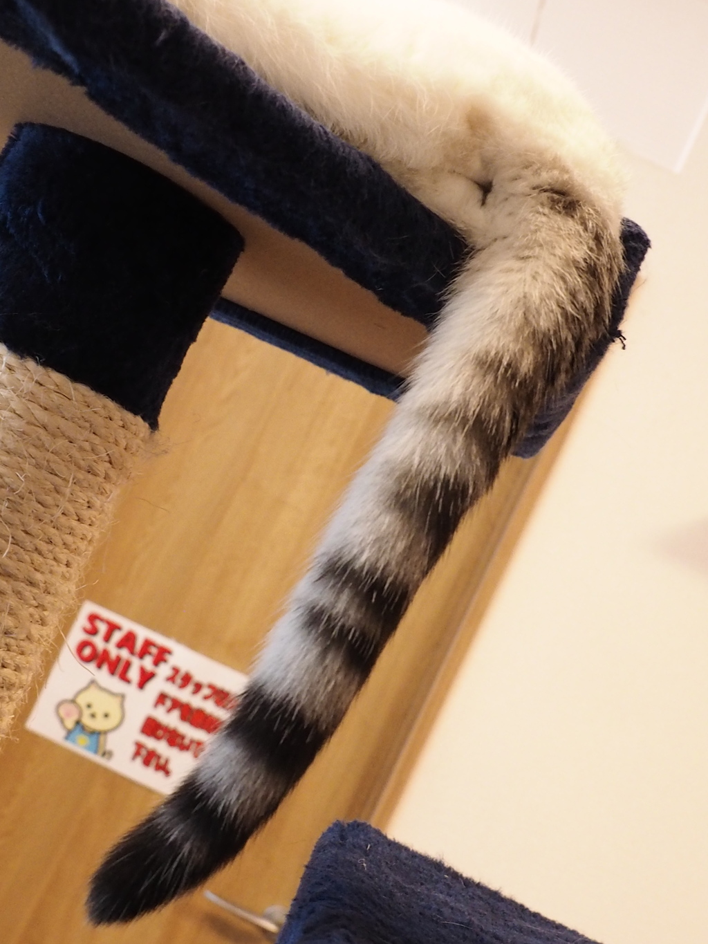 猫カフェ3#8