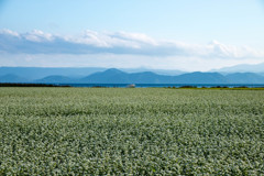 湖とソバ畑