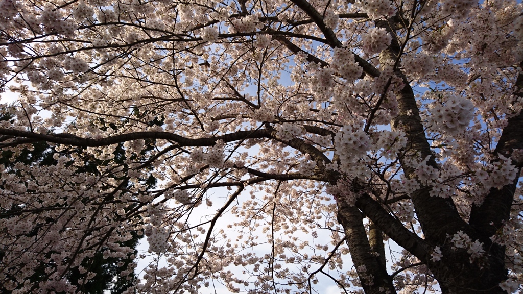 フライング桜！！