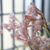 桜色のキリタンサム