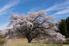 芳水の桜