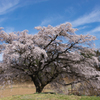 芳水の桜