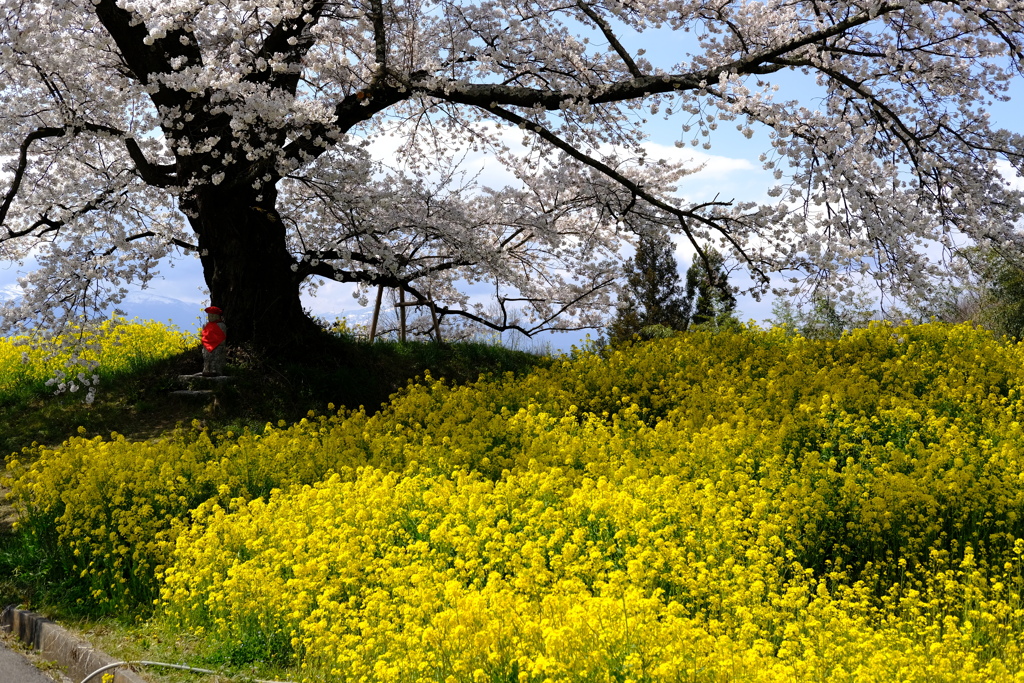 人待ち地蔵桜