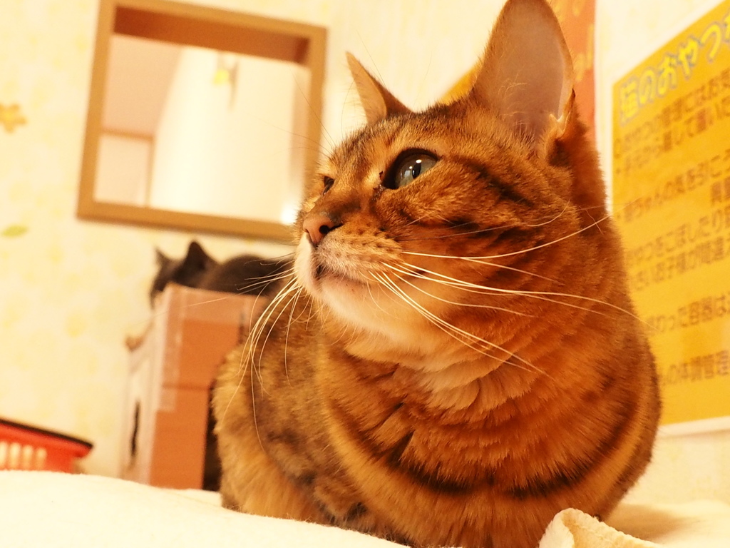 猫カフェ3#1