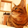 猫カフェ3#1