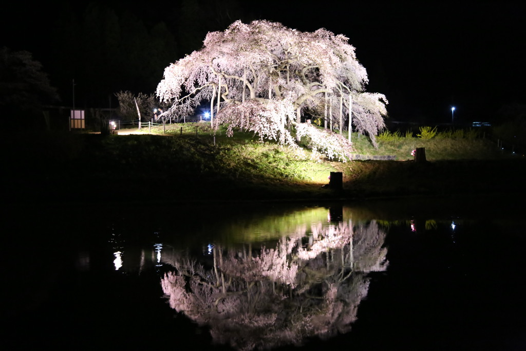 中島の地蔵桜#1