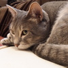 猫カフェ3#6