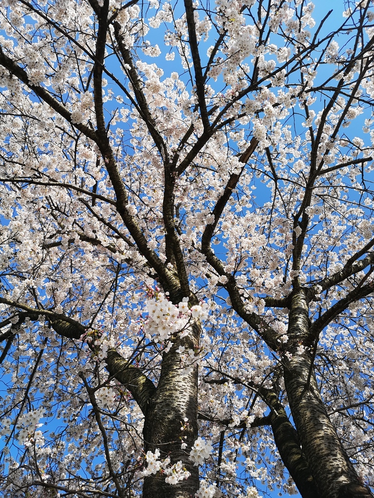 今年も