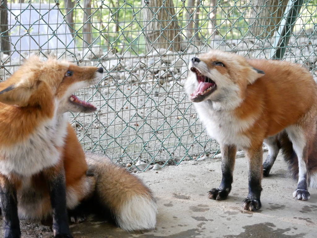キツネの化かしあい