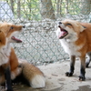 キツネの化かしあい