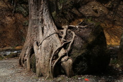 キングギドラの来襲！？
