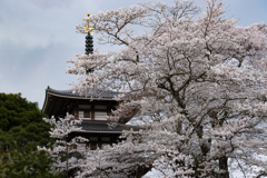 五重塔と桜