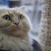 猫カフェ2#9