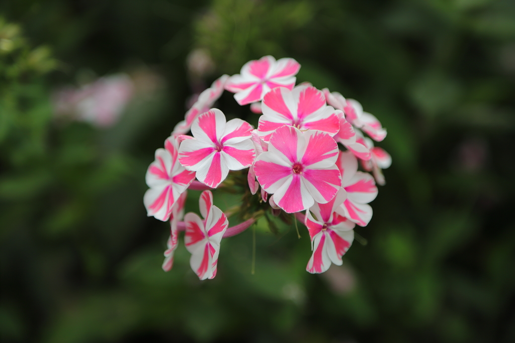 ピンクの花3/2