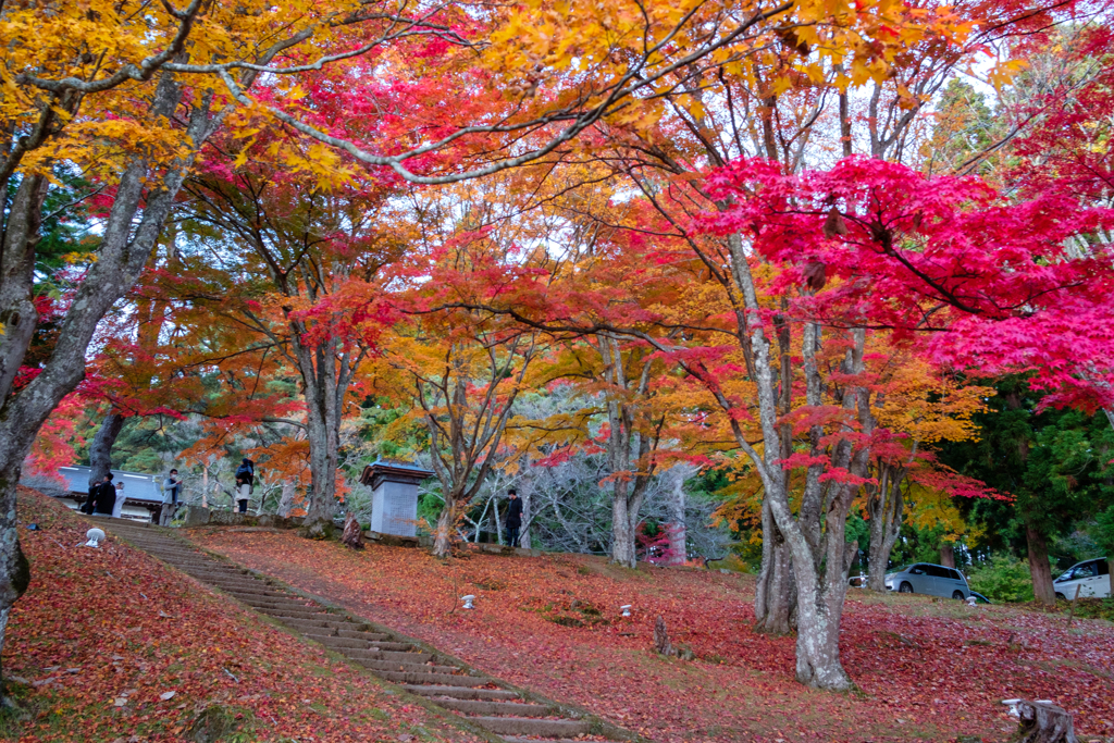 紅の絨毯