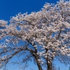 我が家の桜１