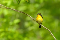 こちらも夏鳥