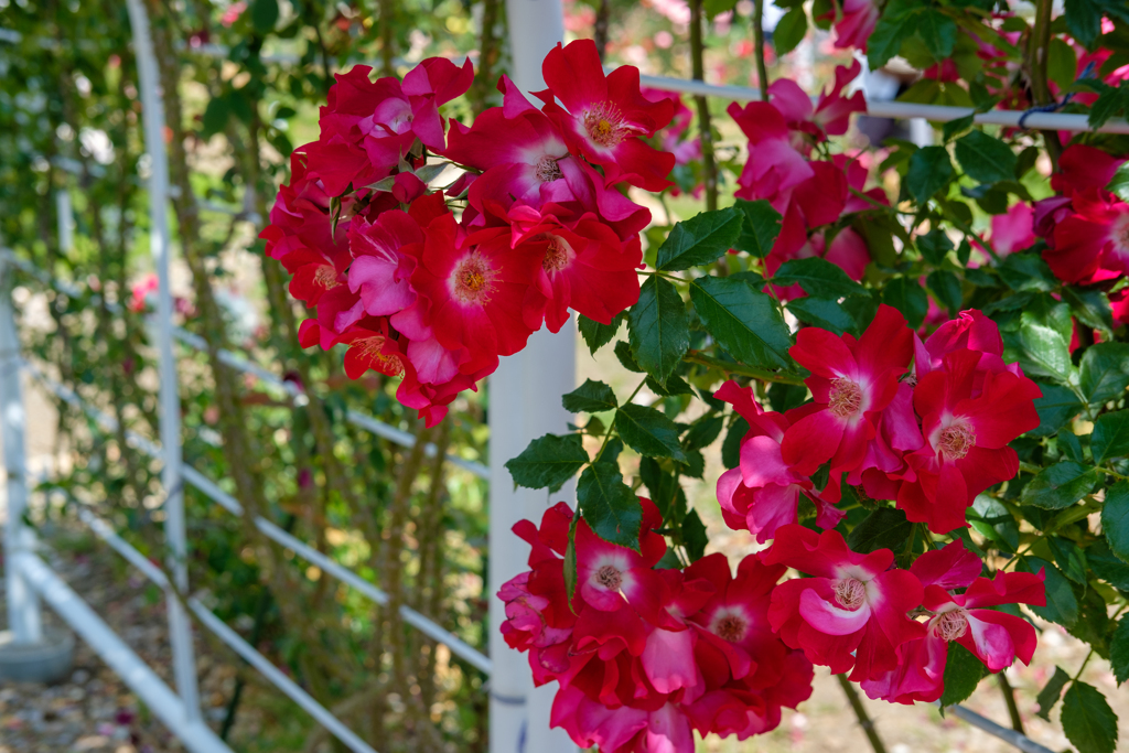 薔薇って
