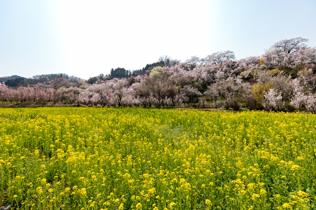 菜の花畑に桜