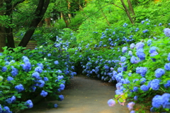 今年初めての紫陽花です