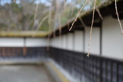 芽吹き