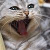 あ〜眠い