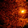 夜の街路樹#2