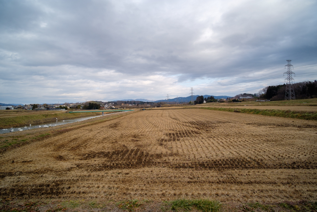 白鳥飛来地