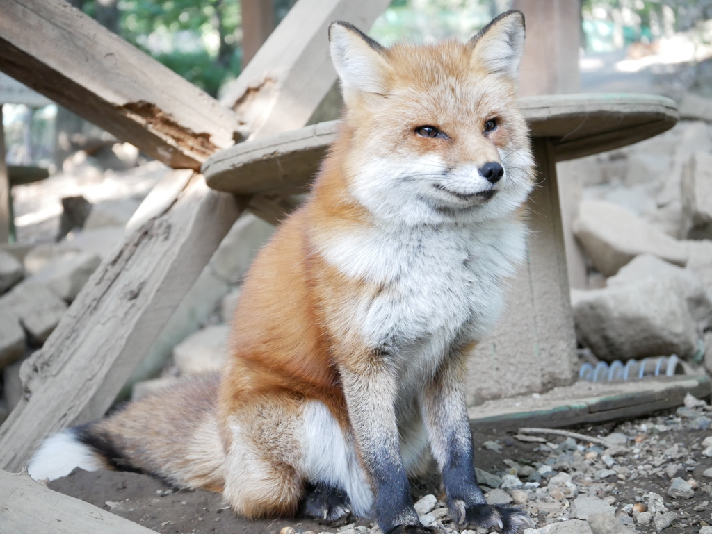 一応キツネです