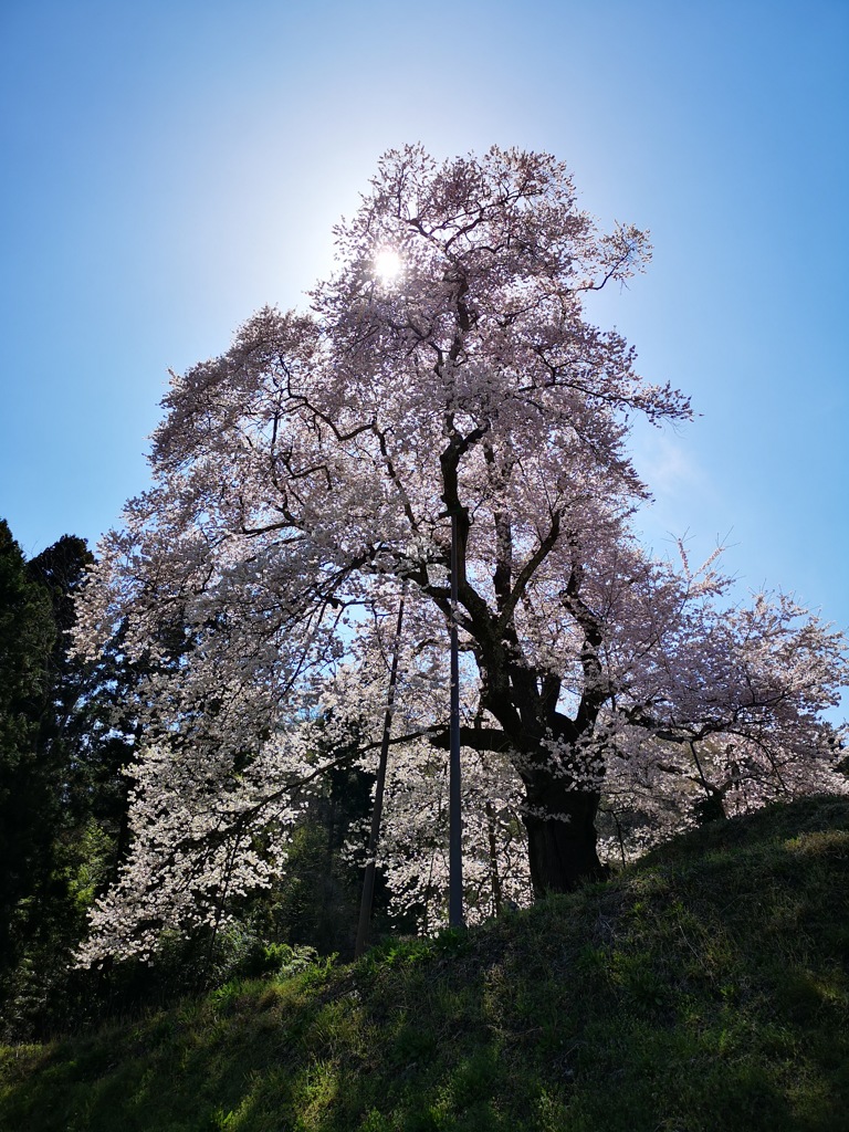 秋山駒桜