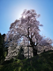秋山駒桜