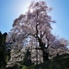 秋山駒桜