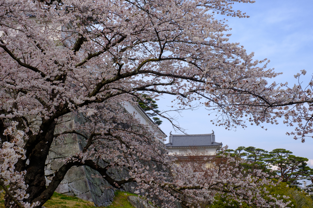 桜につつまれて