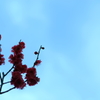 庭の紅梅