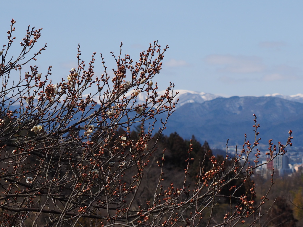 雪山をバックに白梅