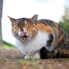 野良猫