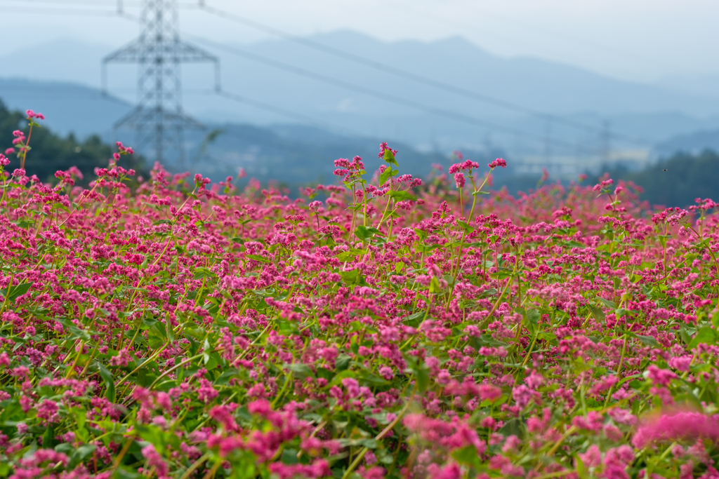 赤そばの花２