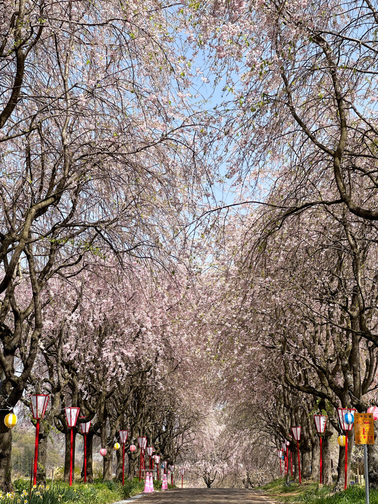 枝垂桜