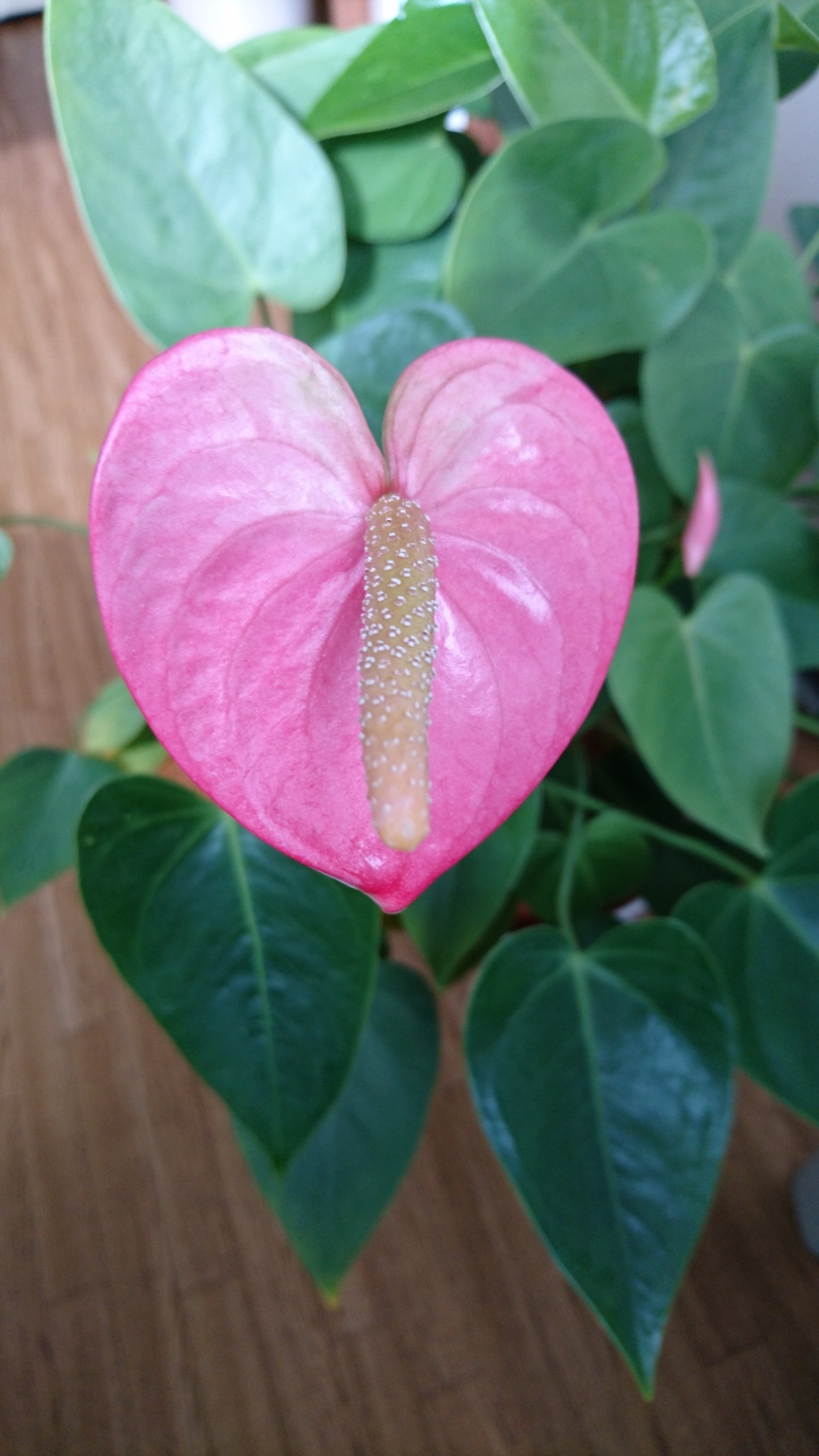 ハート型の花 鼻 By イルピノ 休止中 Id 643 写真共有サイト Photohito