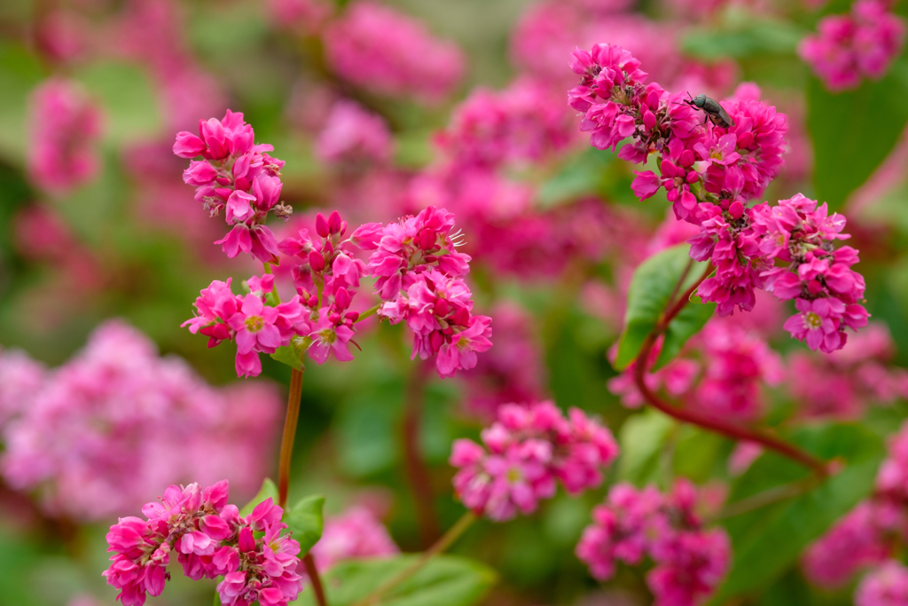 赤そばの花３